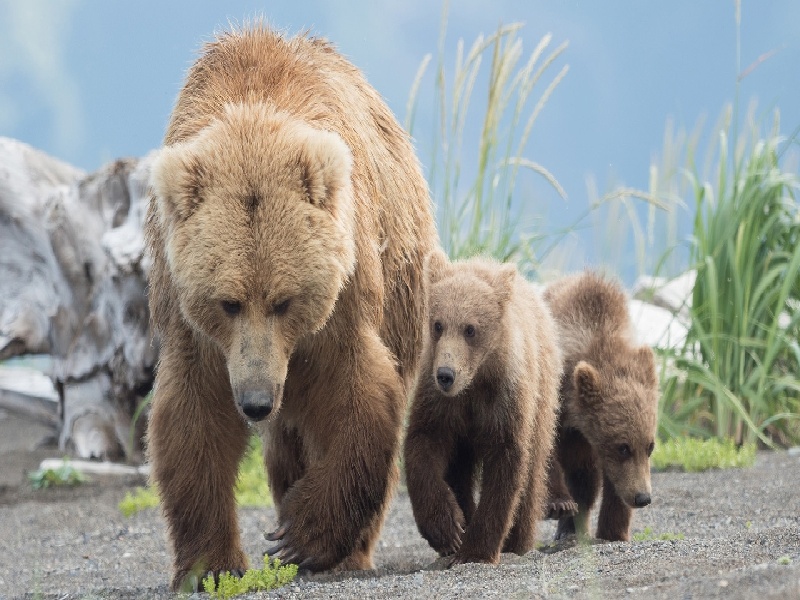化学中试管作用，试管苗移栽方法